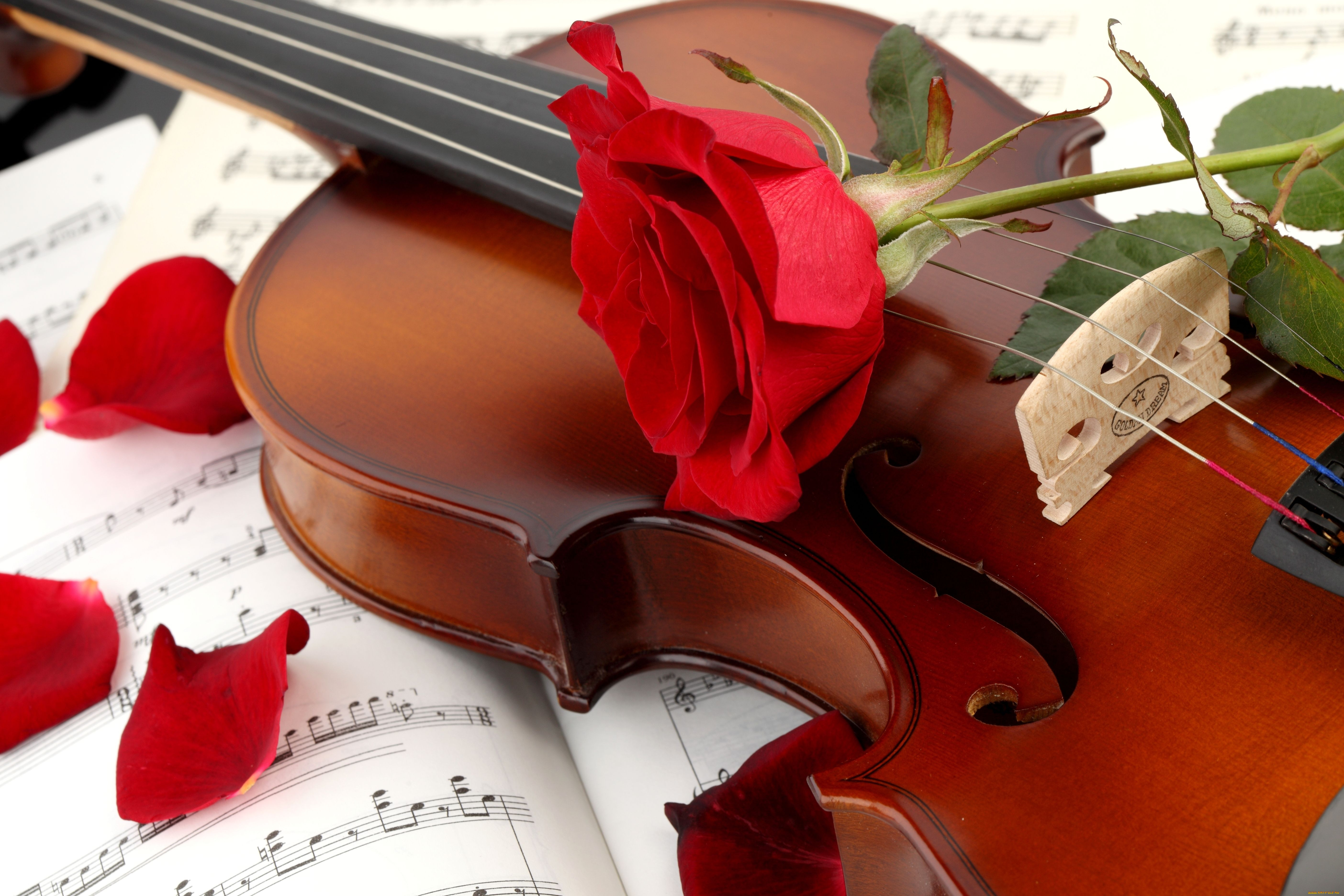 Подскажите красивые песни. Музыкальные картинки. Цветы для музыканта. Музыкальные инструменты и цветы.